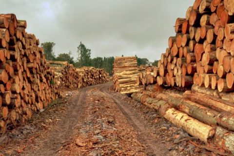 Stacks of timber logs piled up awaiting transport